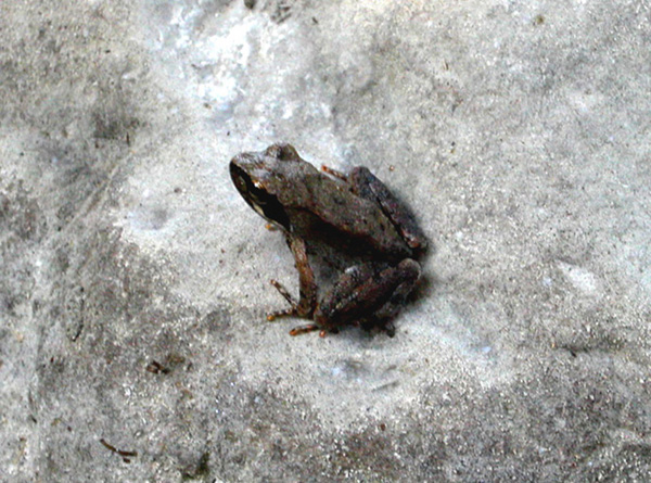 rane da identificare -Rana italica, Pelophylax sp.(Calabria)